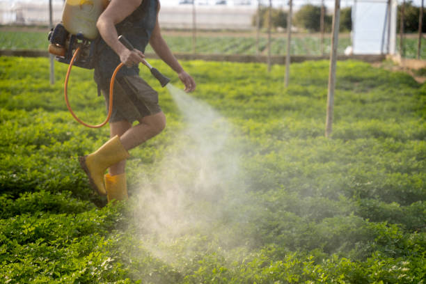 Best Ant Control Services  in Tysons, VA
