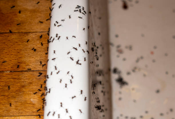 Best Mosquito Control Services  in Tysons, VA